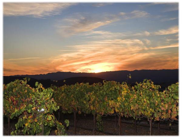 The Eden House Vineyard Hotel เทมเพิลตัน ภายนอก รูปภาพ
